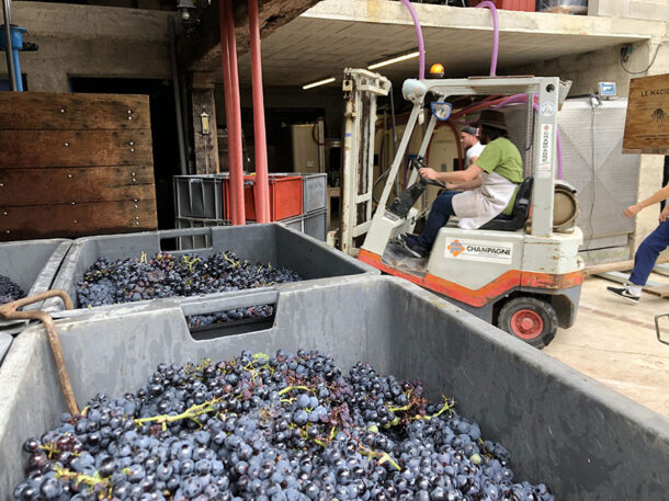 Vendemmia in champagne