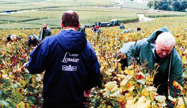 parcelle Grand Cru Pommery