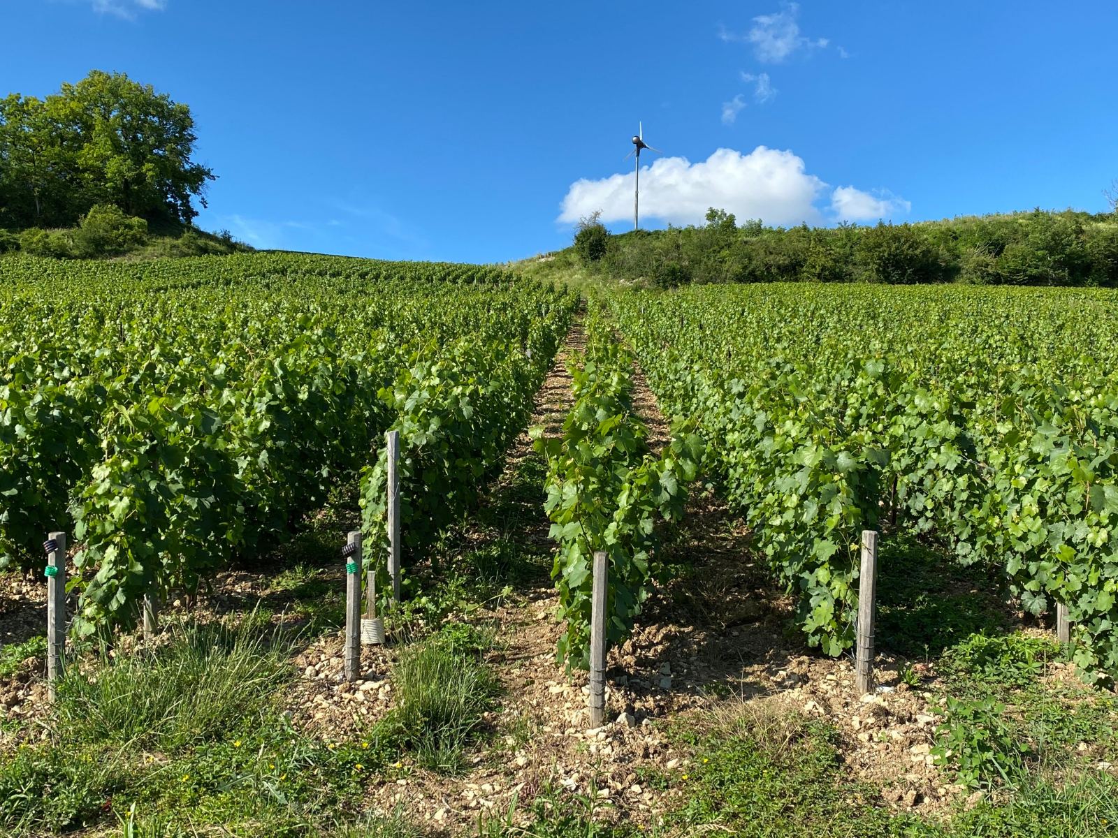 filari di vigne nell'Aube. Regione della Champagne
