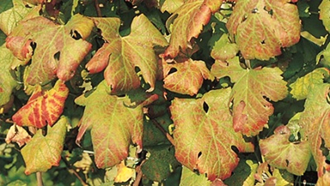 flavescenza dorata