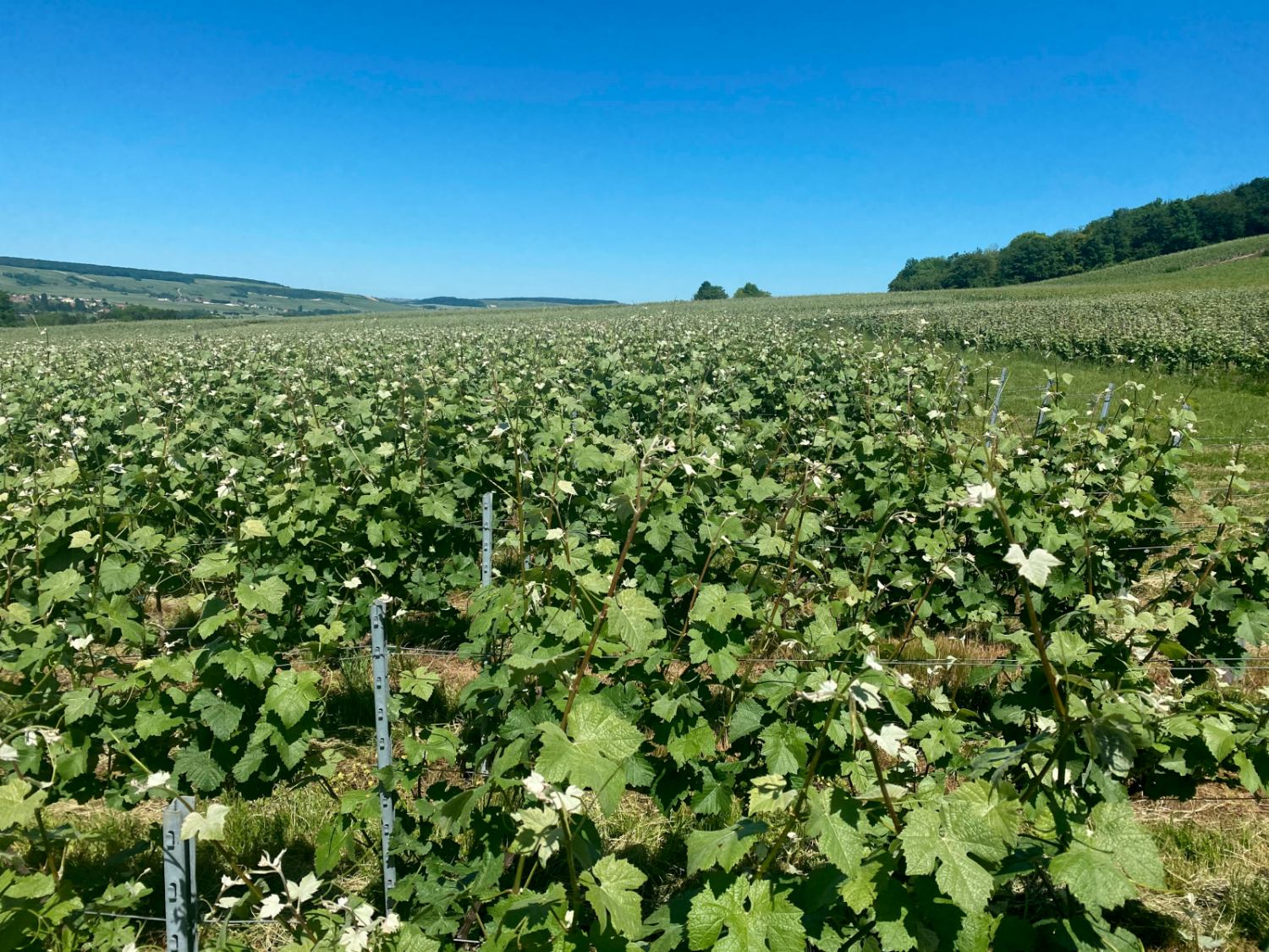 vigna meunier in champagne