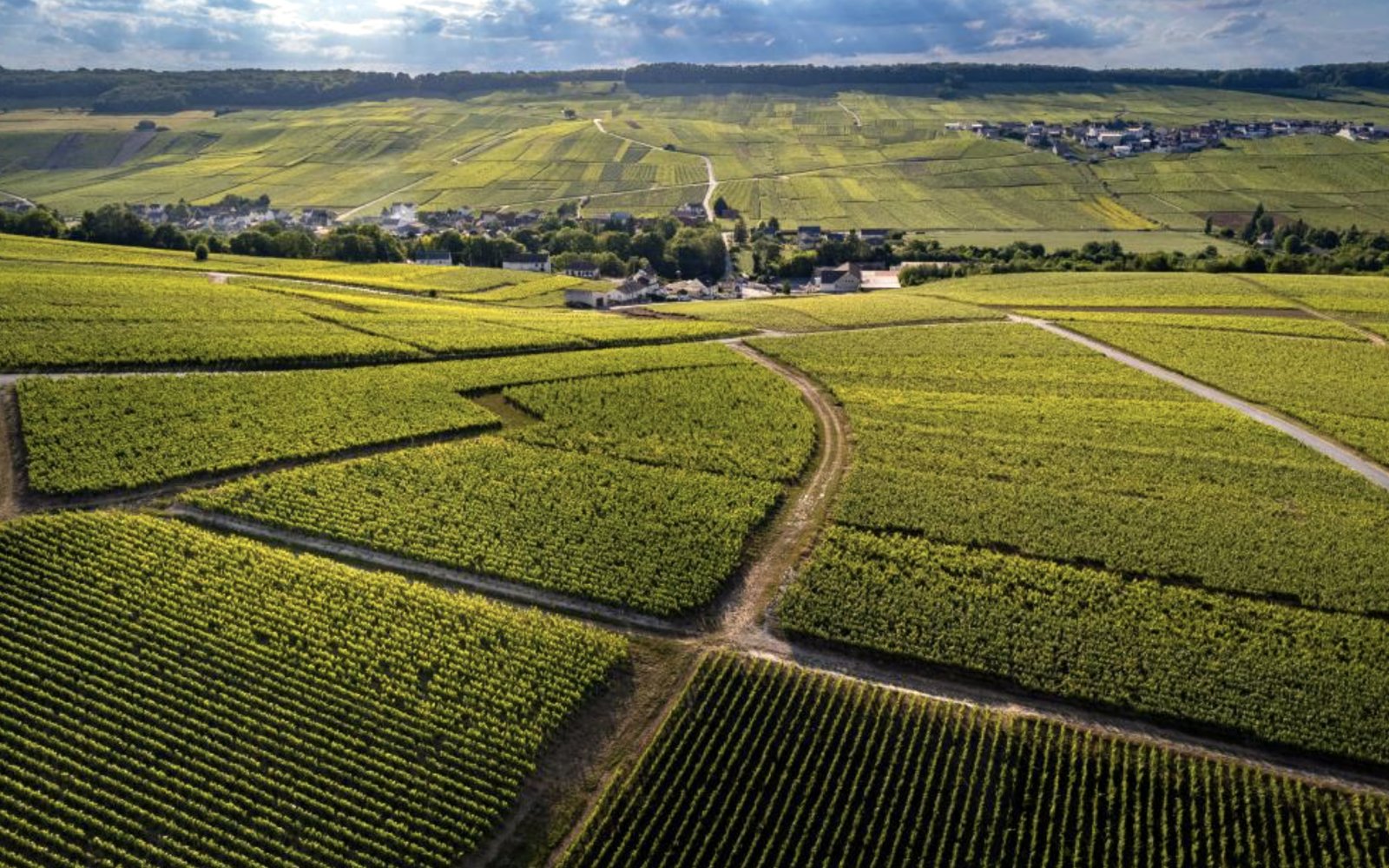 vigneti champagne dell'area viticola AOC