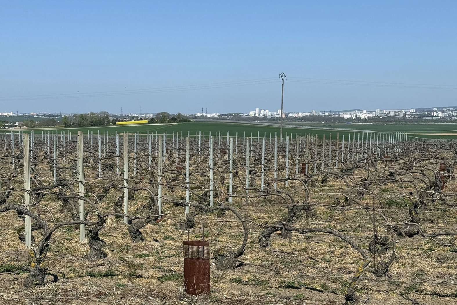 filari in champagne diserbati