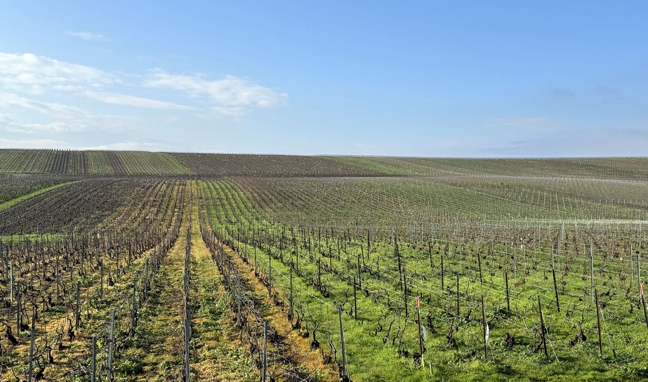 filari diserbati ed inerbiti in champagne