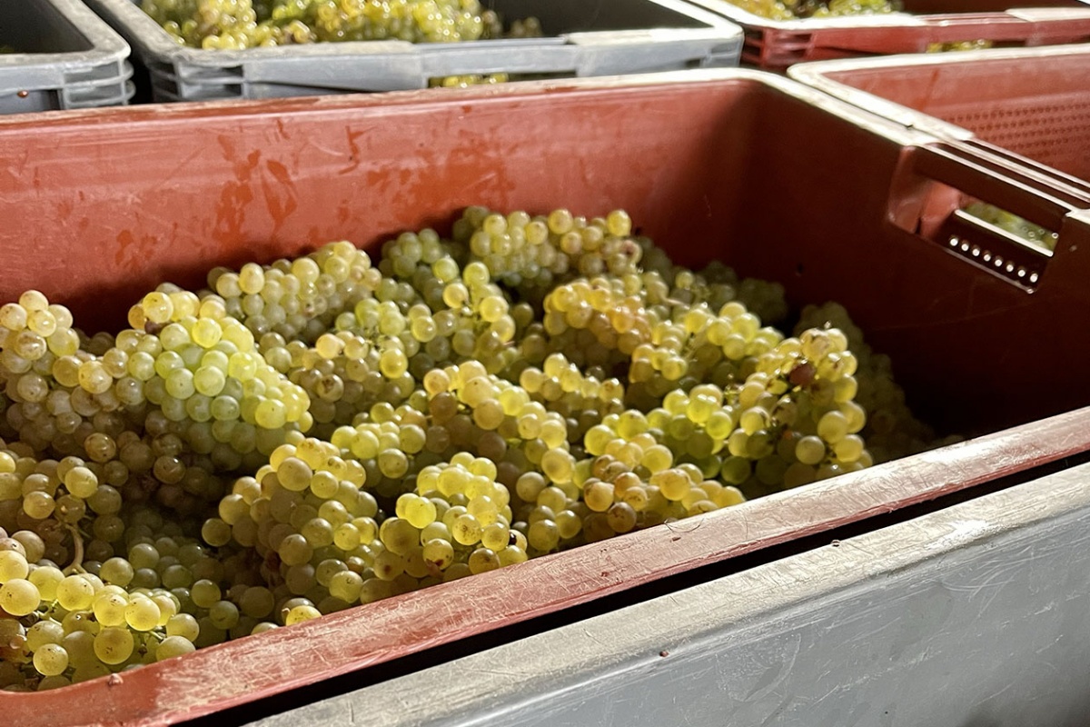cassette di uva champagne resa vendemmia