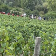filari in champagne con persone al lavoro durante la vendemmia