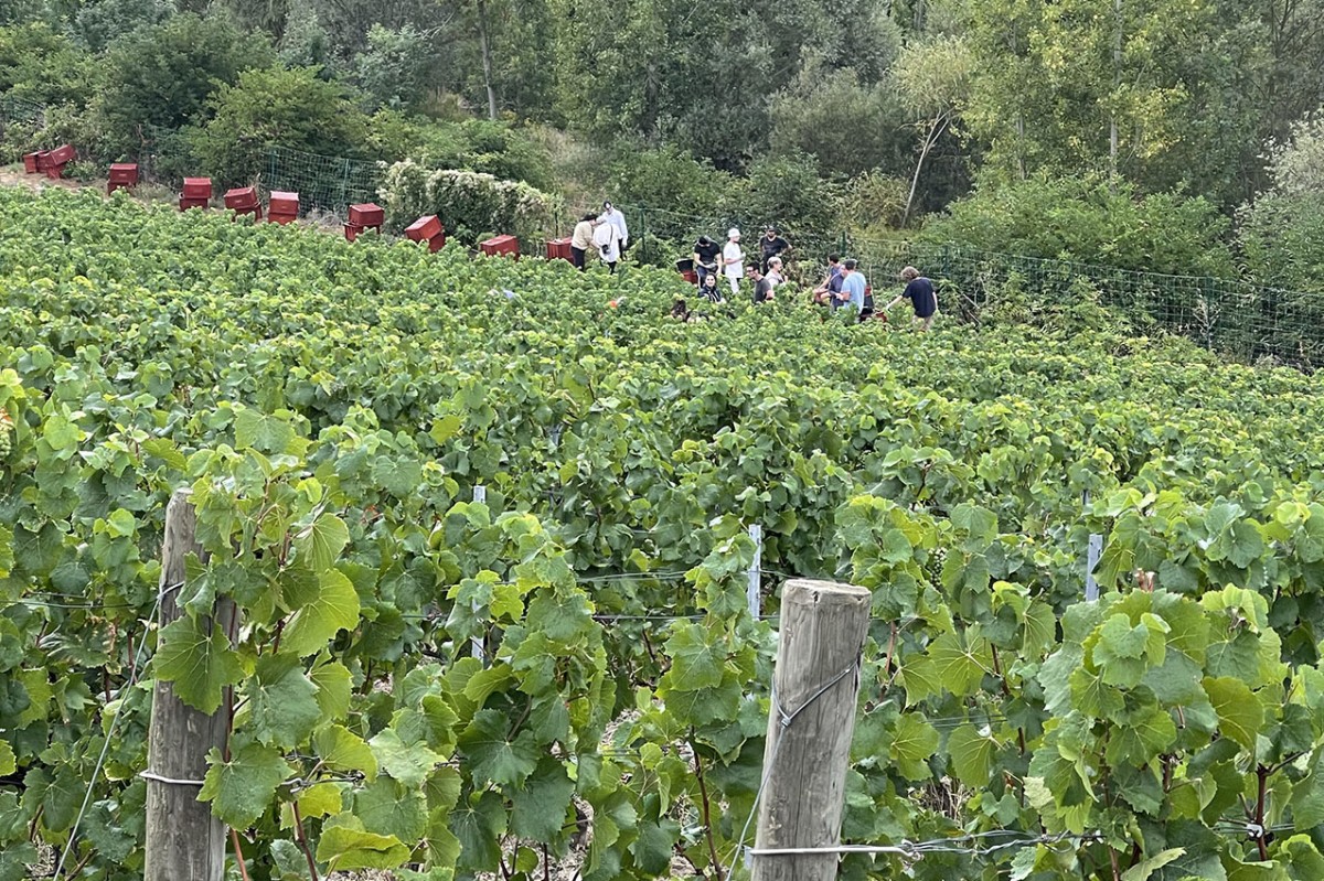 filari in champagne con persone al lavoro durante la vendemmia