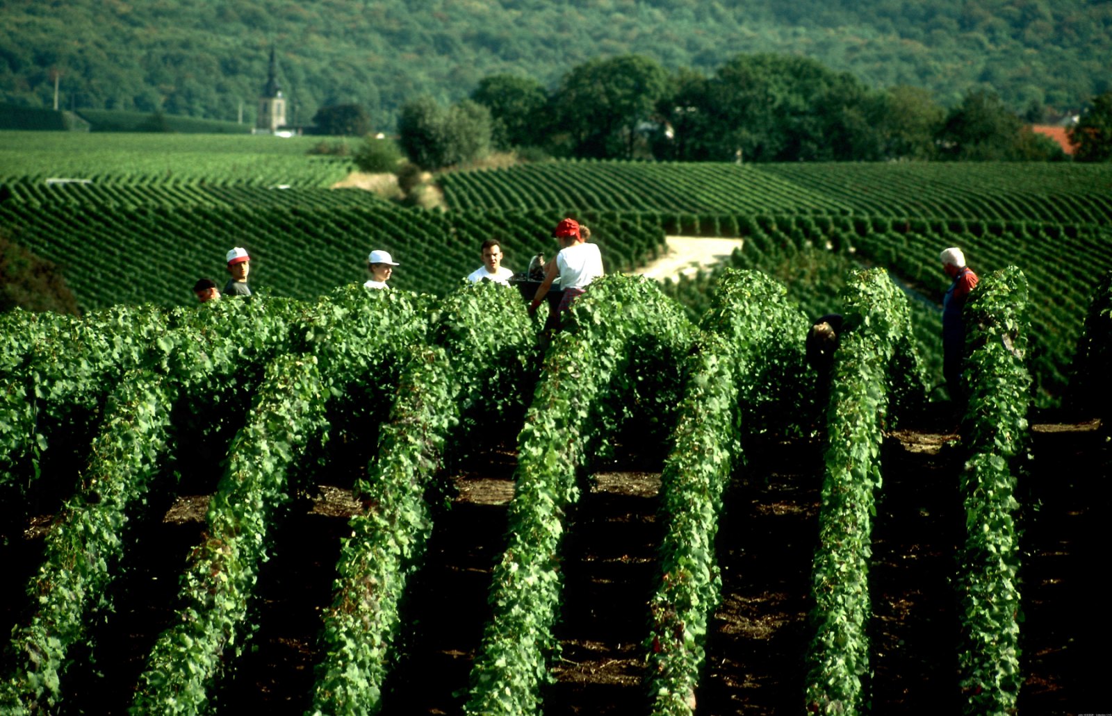 lavoratori in filari champagne vendemmiano