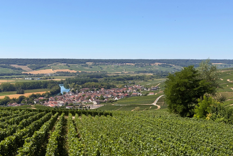 veduta aerea delle vigne nella AOC della champagne